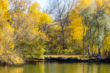  yellow trees in autumn by the river