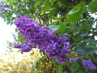 Lila Flieder Blüte
