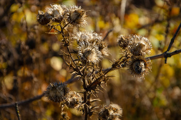 Dry autumn spines of dried burdock closeup on a blurred background