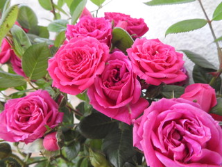 rosa Röschen