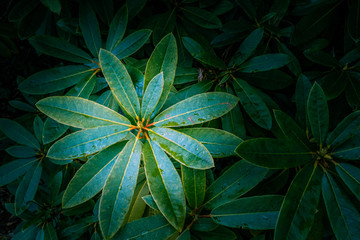 Vivid green rhododendron leafs - top view