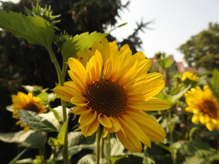 Obraz premium gelbe Sonnenblume