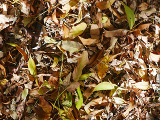 Autumn leafs fall on the ground texture