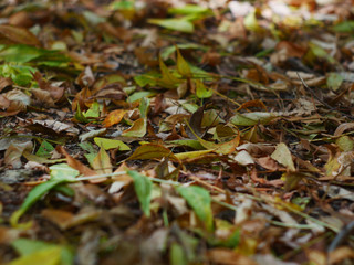 Autumn leafs fall on the ground texture
