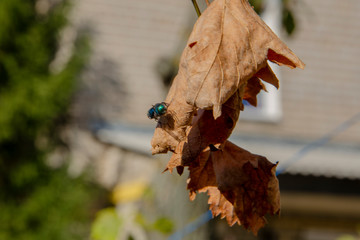 green fly sits in a garden on a dried leaf