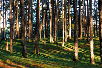 Beautiful pine forest in morning sunlight