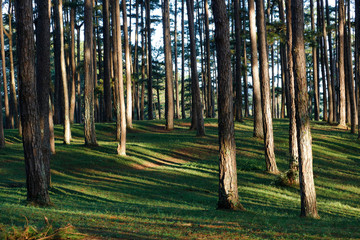 Beautiful pine forest in morning sunlight