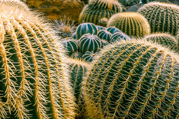 Beautiful arrangement of large cactuses - Desert Hedgehogs