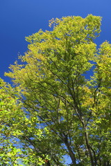 秋の公園の欅と青空