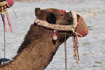 A beautiful camel used to carry loads