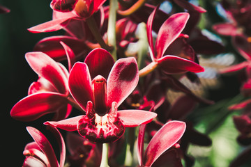 Purple beautiful orchids on blurred background