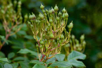flower buds
