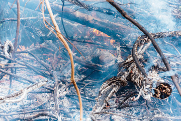Forest fire. fallen tree is burned to the ground a lot of smoke when vildfire