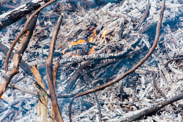 Forest fire. fallen tree is burned to the ground a lot of smoke when vildfire