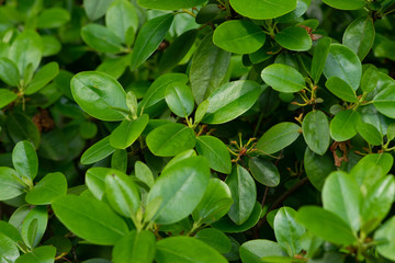 green plant in the garden