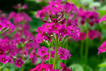 Fototapeta premium pink flowers in the garden