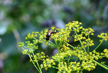 macro field insects on flowers