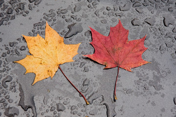 Ahorn Blätter Herbst 1