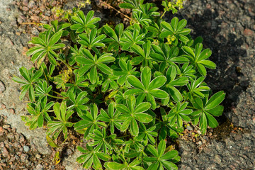 young plants in the garden