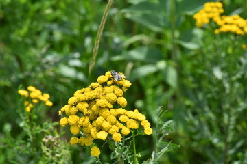 macro field insects on flowers