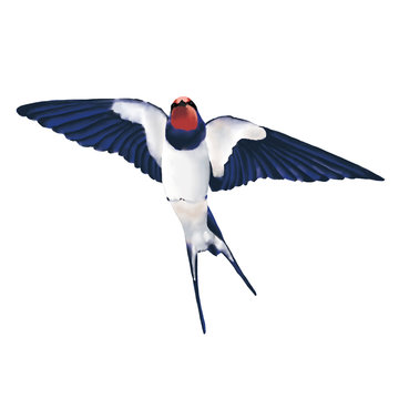 recommend clip art: Watercolor swallow clip art. Color drawing of birds. High resolution. 300 DPI