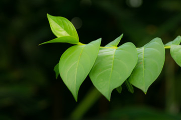 Foliage