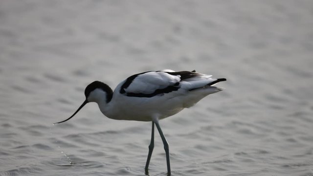 Adult Pied avocet (Recurvirostra avosetta), low angle view, foraging food on mud flat of the salt field, often scything bill from side to side in brackish water in daytime, lower center of Thailand.