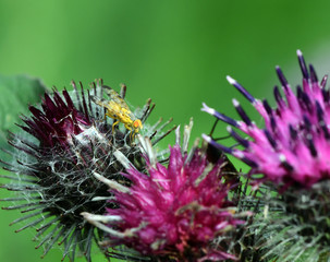 macro field insects on flowers