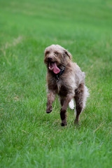 Fototapeta premium two young dogs play together on the meadow
