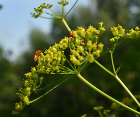 macro field insects on flowers