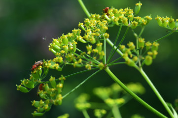 macro field insects on flowers