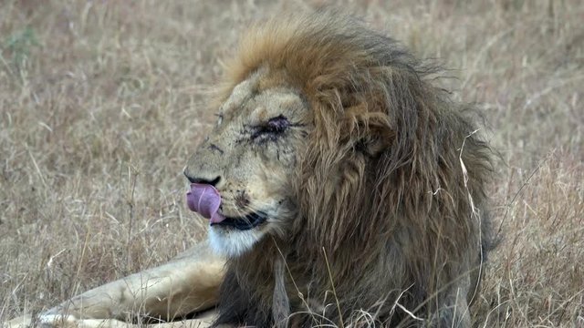 Scarred Up One Eyed Lion Wakes Up, Mates With Lioness Then Goes Back To Sleep