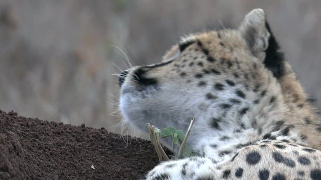 Cheetah (Close-Up) On Termite Hill Grooming Itself