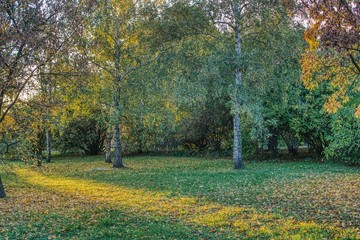 jesień w parku, promienie zachodzącego słońca na trawie, kolorowe liście pokrywają łąkę