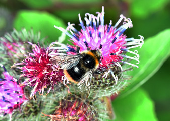 macro field insects on flowers