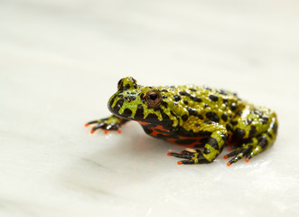 Fire-bellied toad on white.