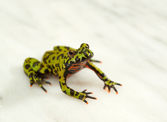 Fire-bellied toad on white.