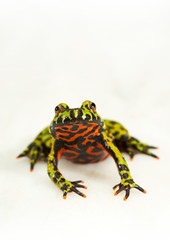 Fire-bellied toad on white.