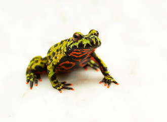 Fire-bellied toad on white.