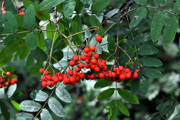red fish on a green background