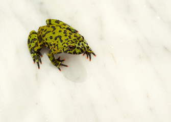Fire-bellied toad on white.