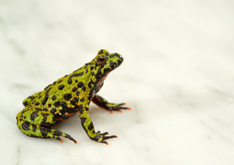 Fire-bellied toad on white.