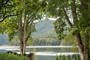 View to the Eibsee between trees and shrubs
