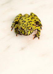 Fire-bellied toad on white.