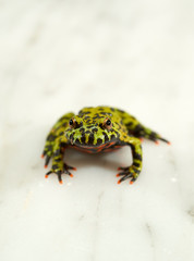 Fire-bellied toad on white.