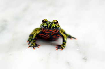 Fire-bellied toad on white.