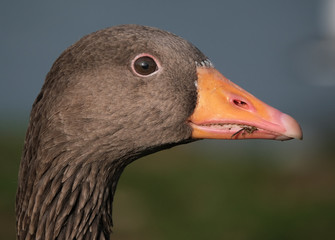 Head shot of Greylag goose.
