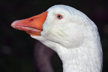 Farmyard male Goose. Large bird and a good watch dog!