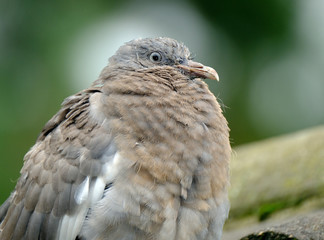 Young Woodpigeon looking sorry for itself.