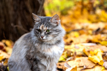 Naklejka na ściany i meble Close-up of a young beautiful cat on a blurred background of fallen autumn leaves.